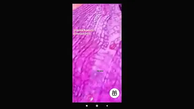 Pk youtuber Multani family collection – 1